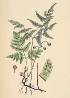 Gymnocarpium dryopteris Northern oak fern