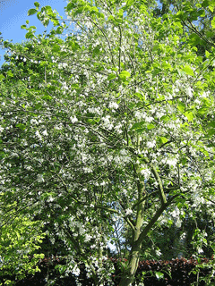 Halesia_carolina Silver-Bell Tree, Carolina silverbell, Mountain silverbell