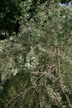Halimodendron_halodendron Salt Tree, Common salttree