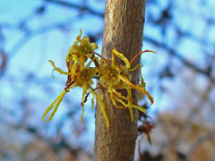 Hamamelis virginiana Witch Hazel