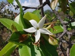 Hancornia speciosa Mangaba Rubber Tree, Mangabiera Hancornia speciosa Mangaba Rubber Tree, Mangabiera