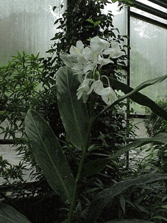 Hedychium Butterfly Ginger, White garland-lily, Garland Flower, Butterfly Lily