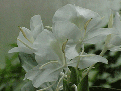 Hedychium coronarium Butterfly Ginger