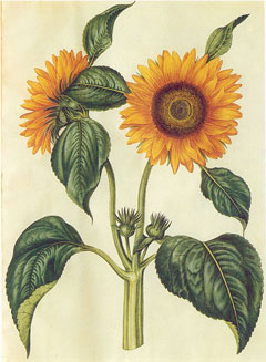 Helianthus_annuus Sunflower, Common sunflower