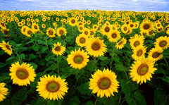 Helianthus_annuus Sunflower, Common sunflower