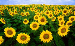 Helianthus annuus Sunflower