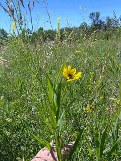 Helianthus maximilianii Maximillian Sunflower, Maximillian Daisy
