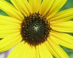 Helianthus_petiolaris Prairie Sunflower