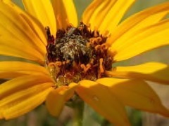 Helianthus_pauciflorus Stiff Sunflower, Prairie Sunflower