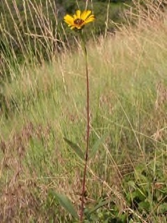 Helianthus_pauciflorus Stiff Sunflower, Prairie Sunflower