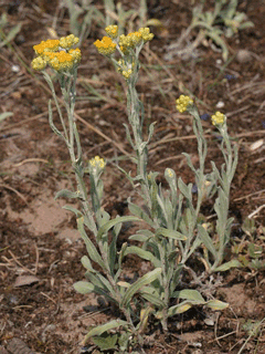 Helichrysum_arenarium Everlasting Flower