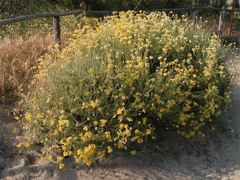 Helichrysum italicum Curry Plant Helichrysum italicum Curry Plant