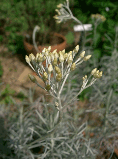 Helichrysum italicum Curry Plant Helichrysum italicum Curry Plant