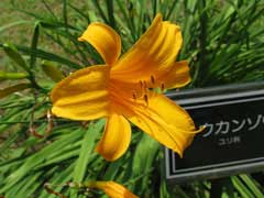 Hemerocallis aurantiaca Hemerocallis aurantiaca
