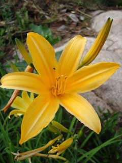 Hemerocallis aurantiaca Hemerocallis aurantiaca