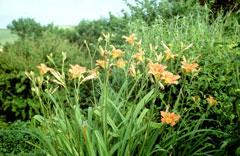 Hemerocallis_fulva Common Day Lily, Orange daylily, Tawny Daylily,  Double Daylily