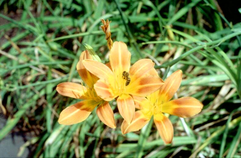 Hemerocallis_littorea Coastal Day Lily