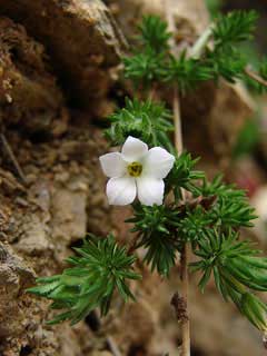 Hemiphragma heterophyllum Hemiphragma heterophyllum