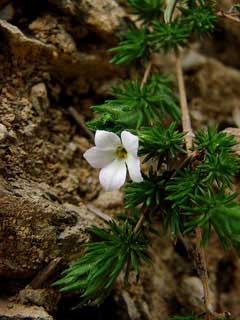 Hemiphragma heterophyllum Hemiphragma heterophyllum