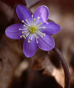 Hepatica americana American Liverleaf, Alumroot, Round Lobed Hepatica Hepatica americana American Liverleaf, Alumroot, Round Lobed Hepatica