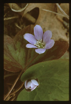 Hepatica americana American Liverleaf, Alumroot, Round Lobed Hepatica Hepatica americana American Liverleaf, Alumroot, Round Lobed Hepatica