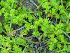 Herniaria glabra Rupture Wort, Smooth rupturewort Herniaria glabra Rupture Wort, Smooth rupturewort