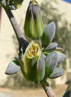 Hesperaloe funifera New Mexico false yucca Hesperaloe funifera New Mexico false yucca
