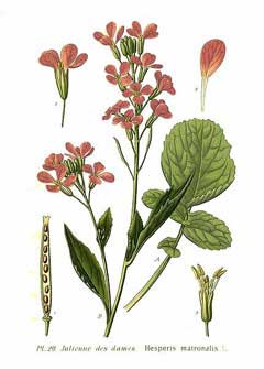 Hesperis matronalis Sweet Rocket, Dames rocket, Hesperis matronalis Sweet Rocket, Dames rocket,