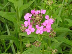 Hesperis matronalis Sweet Rocket, Dames rocket, Hesperis matronalis Sweet Rocket, Dames rocket,