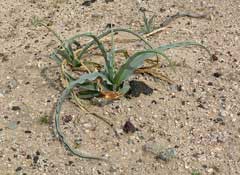 Hesperocallis undulata Desert Lily Hesperocallis undulata Desert Lily