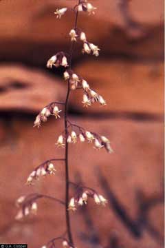 Heuchera versicolor Pink alumroot Heuchera versicolor Pink alumroot
