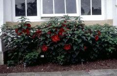 Hibiscus moscheutos Swamp Rose Mallow, Crimsoneyed rosemallow, Wild Cotton, Common Rosemallow, Eastern Rosemallow, Swamp Hibiscus moscheutos Swamp Rose Mallow, Crimsoneyed rosemallow, Wild Cotton, Common Rosemallow, Eastern Rosemallow, Swamp