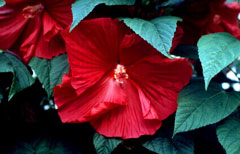 Hibiscus moscheutos Swamp Rose Mallow, Crimsoneyed rosemallow, Wild Cotton, Common Rosemallow, Eastern Rosemallow, Swamp Hibiscus moscheutos Swamp Rose Mallow, Crimsoneyed rosemallow, Wild Cotton, Common Rosemallow, Eastern Rosemallow, Swamp