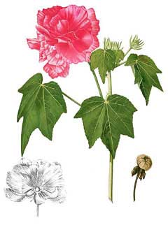 Hibiscus mutabilis Cotton Rose, Dixie rosemallow Hibiscus mutabilis Cotton Rose, Dixie rosemallow