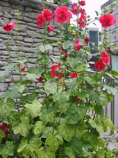 Hibiscus mutabilis Cotton Rose, Dixie rosemallow Hibiscus mutabilis Cotton Rose, Dixie rosemallow