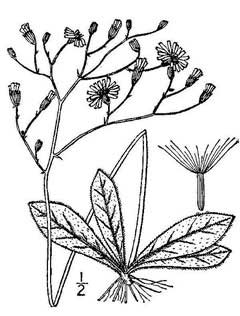 Hieracium venosum Rattlesnake Weed