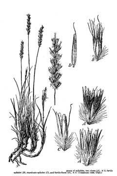 Hilaria jamesii Galleta, James Hilaria jamesii Galleta, James