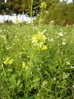 Hirschfeldia incana Greek Mustard, Shortpod mustard Hirschfeldia incana Greek Mustard, Shortpod mustard