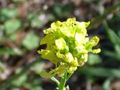 Hirschfeldia incana Greek Mustard, Shortpod mustard Hirschfeldia incana Greek Mustard, Shortpod mustard