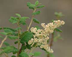 Holodiscus dumosus Rock Spiraea Holodiscus dumosus Rock Spiraea