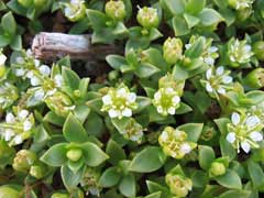 Honckenya peploides Sea Sandwort, Seaside sandplant Honckenya peploides Sea Sandwort, Seaside sandplant
