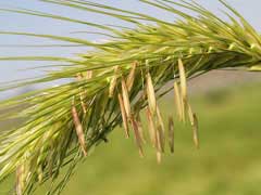 Hordeum bulbosum Bulbous Barley Hordeum bulbosum Bulbous Barley