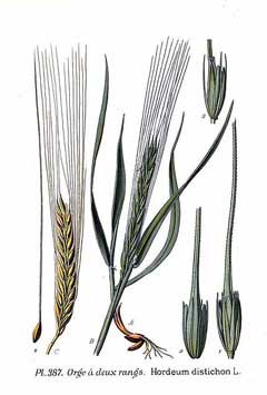 Hordeum distichon Two-Rowed Barley Hordeum distichon Two-Rowed Barley
