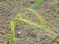 Hordeum distichon Two-Rowed Barley Hordeum distichon Two-Rowed Barley