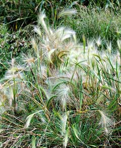 Hordeum jubatum Foxtail Barley, Intermediate barley Hordeum jubatum Foxtail Barley, Intermediate barley