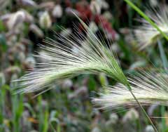 Hordeum jubatum Foxtail Barley, Intermediate barley Hordeum jubatum Foxtail Barley, Intermediate barley