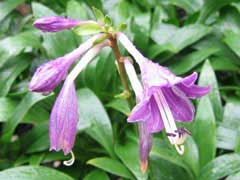 Hosta clausa Hosta clausa
