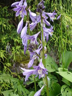Hosta rectifolia Hosta rectifolia