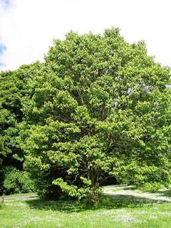 Hovenia dulcis Japanese Raisin Tree