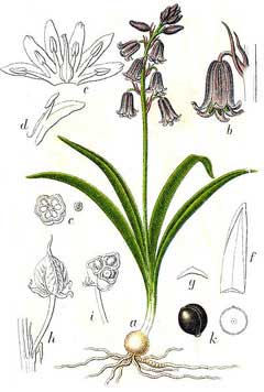 Hyacinthoides nonscripta Bluebell